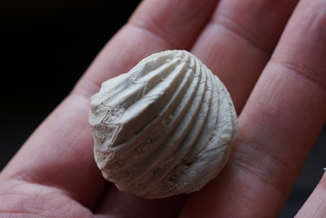 Burmirhynchia Decorata　化石 ⑥