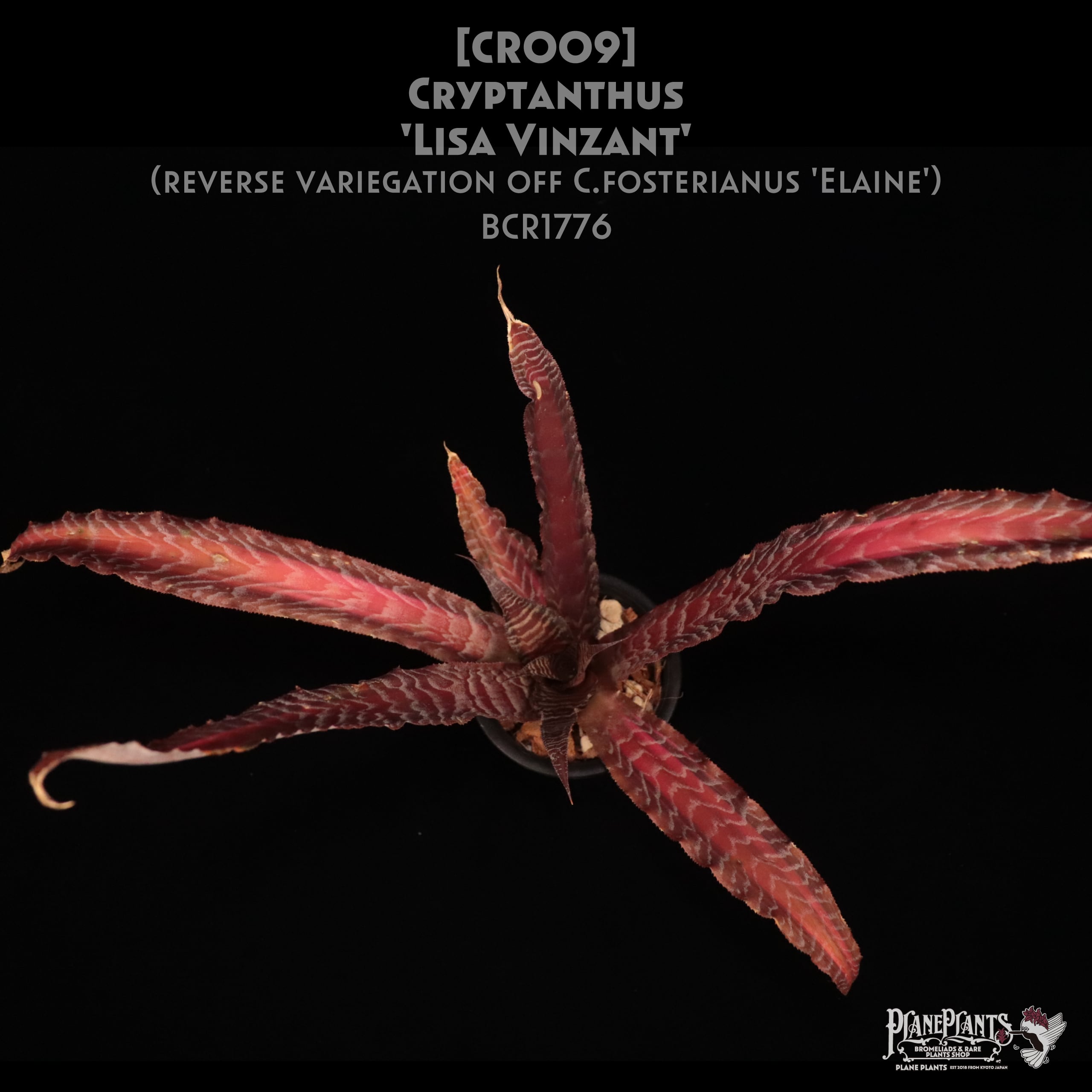 クリプタンサス リサヴィンサント KN クリプタンサス 'リサ ビンザント'（CRYPTANTHUS `LISA VINZANT