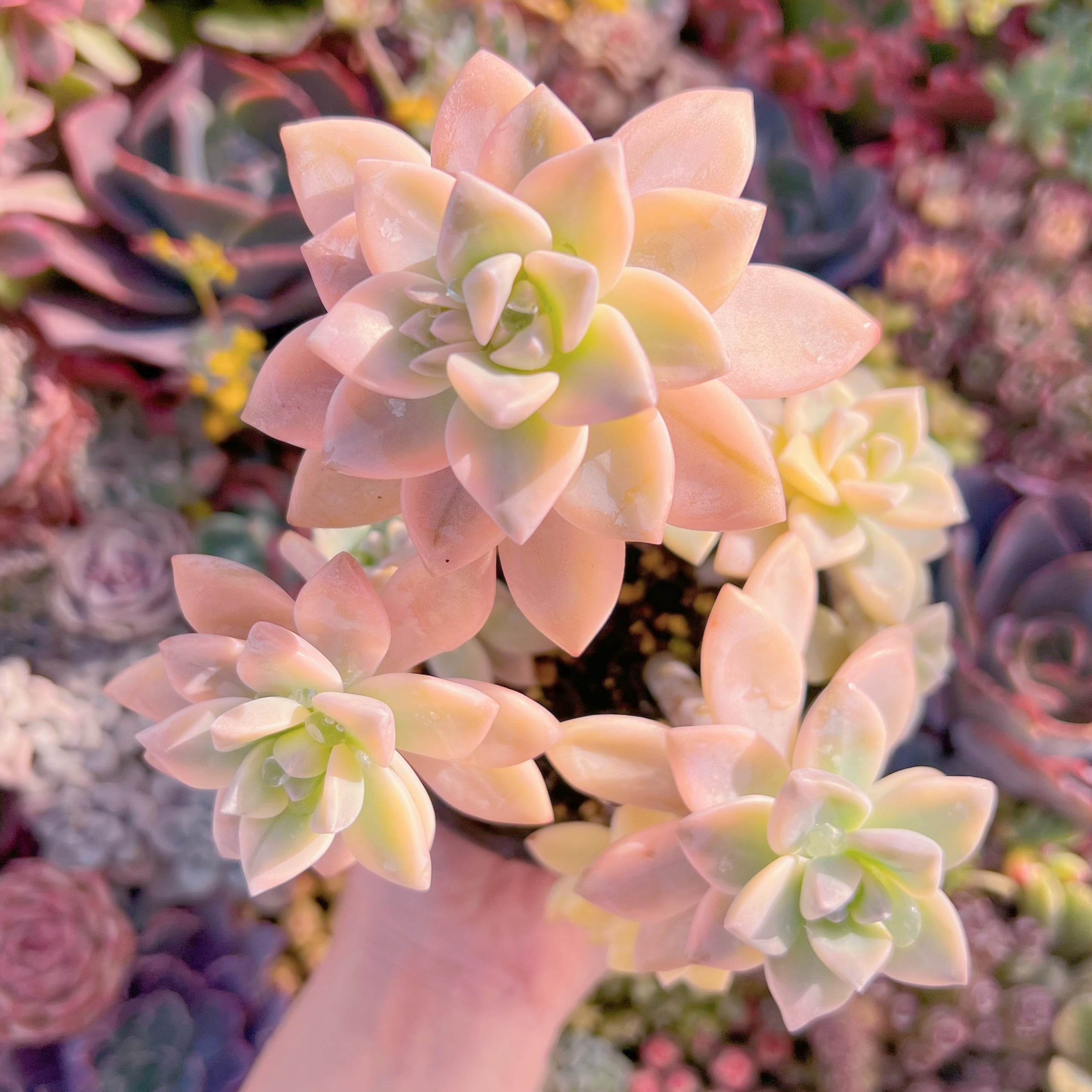 現品　淡雪錦#K047　るる農園