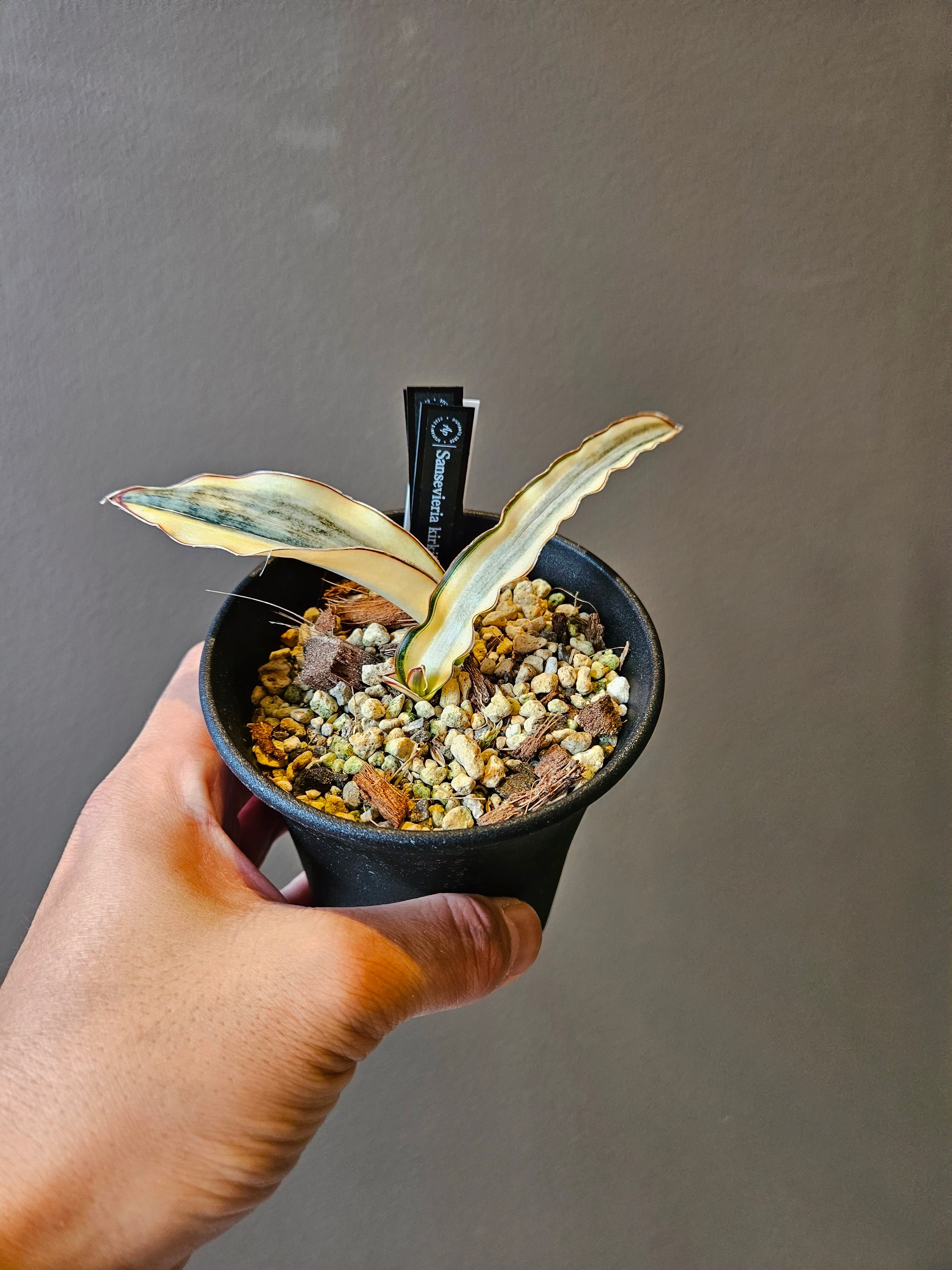 サンスベリア Sansevieria kirkii var. pulchra v サンスベリア Sansevieria kirkii var. pulchra v