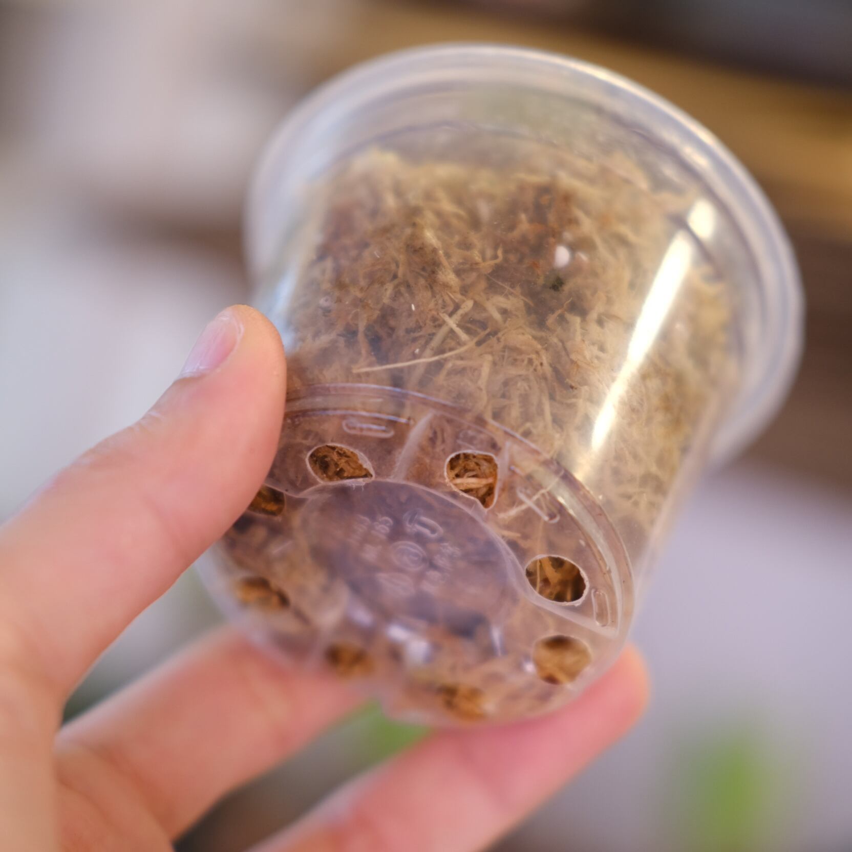 Anthurium Dark and Handsome 4 × Anthurium RVC24｜アンスリウム