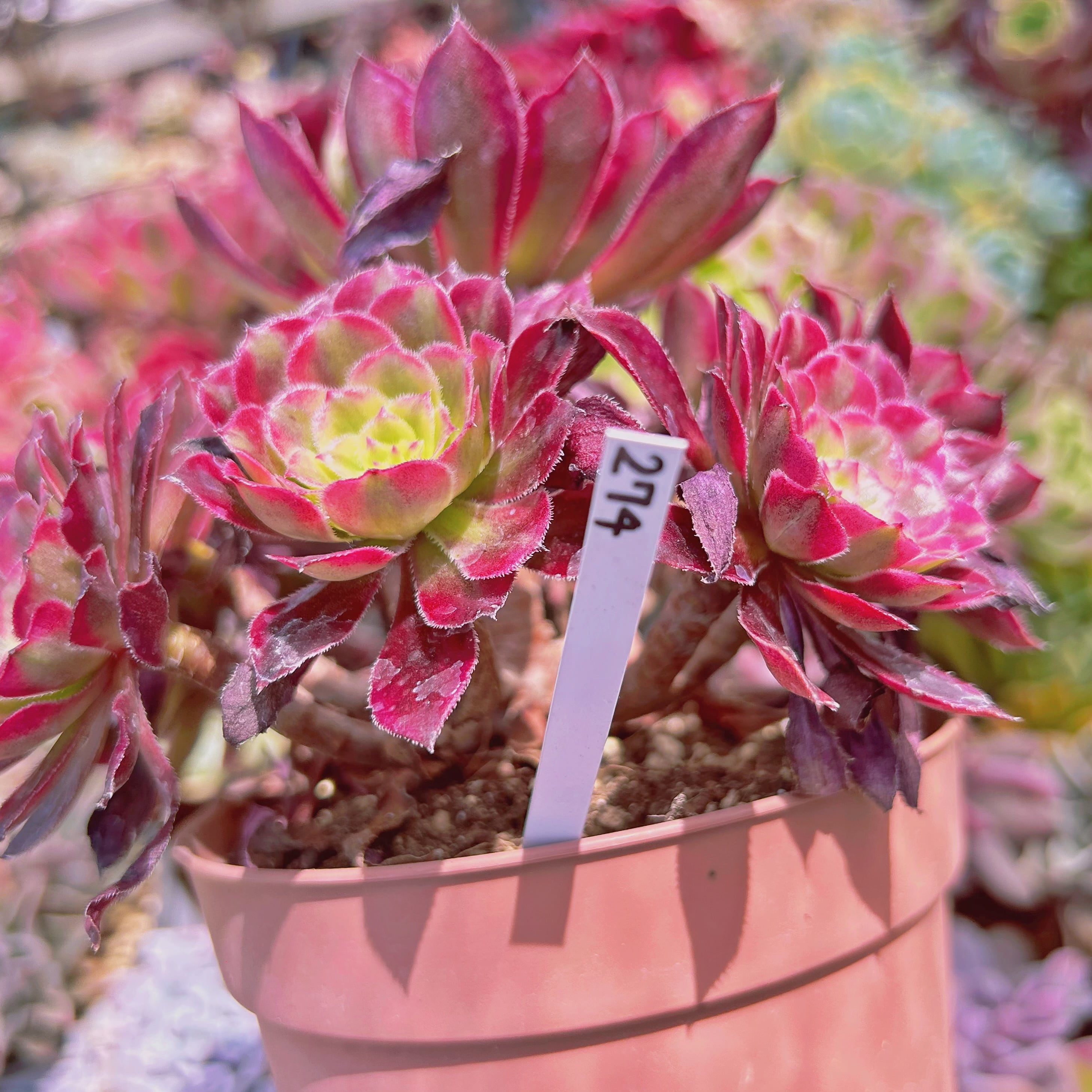 274現物 多肉植物 マリド錦 特大 | るる農園~多肉植物専門