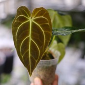 アンスリウム・レガレ / Anthurium Regale⑫│観葉植物