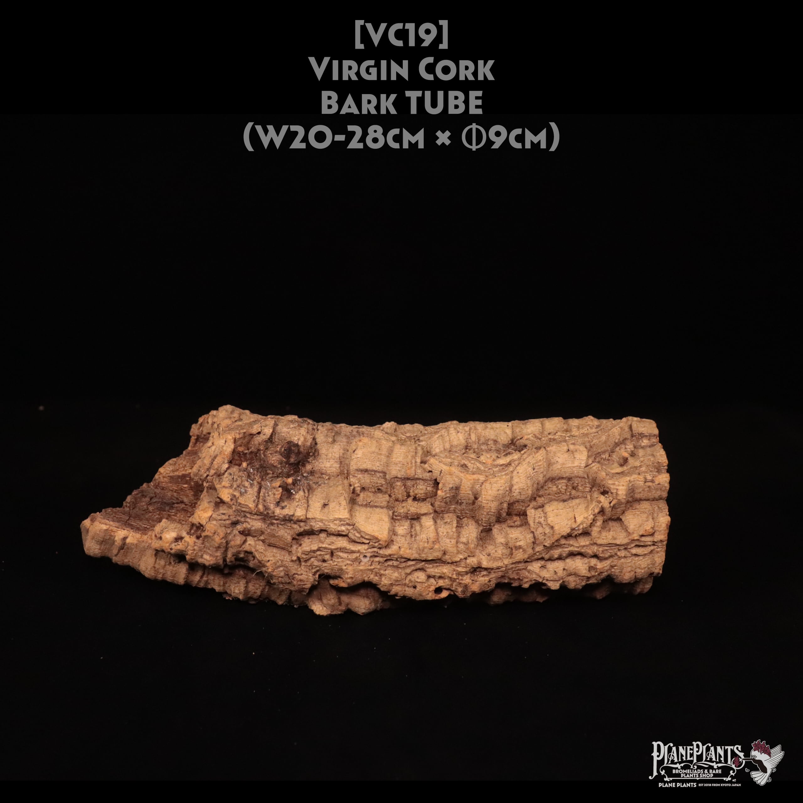 送料無料】カクタス スケルトン S (8-10cm) [S1-20] | plane plants