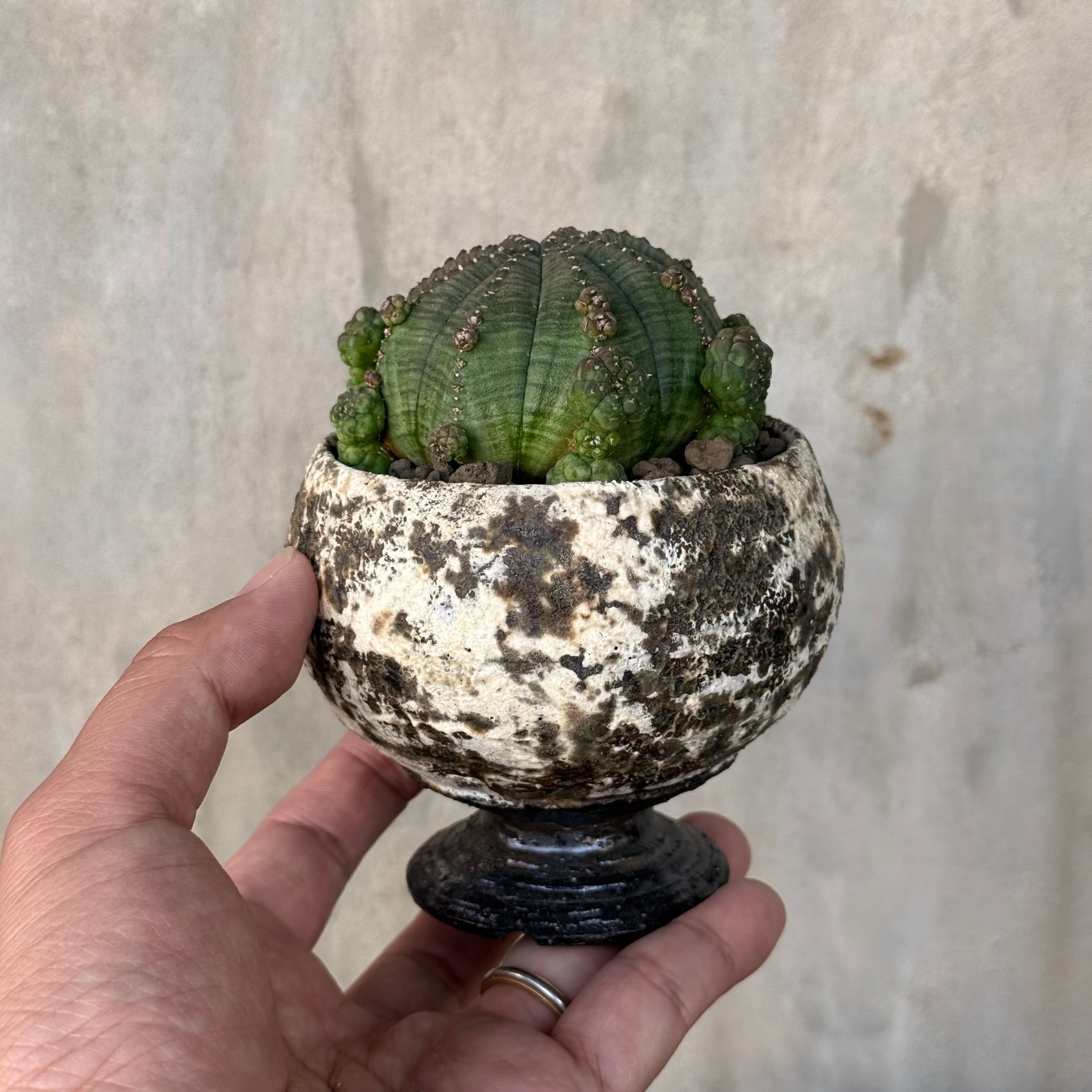 植物×鉢】コミフォラ モンストローサ 実生株 × 陶器鉢 | A-PLANTS