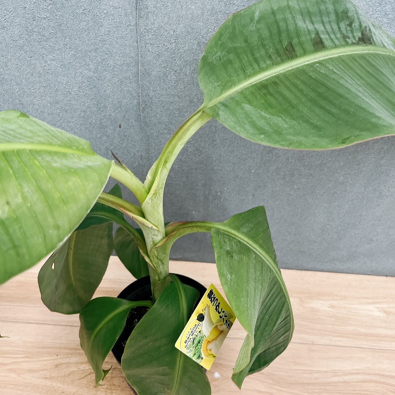 現品］【希少】☆初入荷☆ 2番 グロスミッシェル バナナ 5号 観葉植物