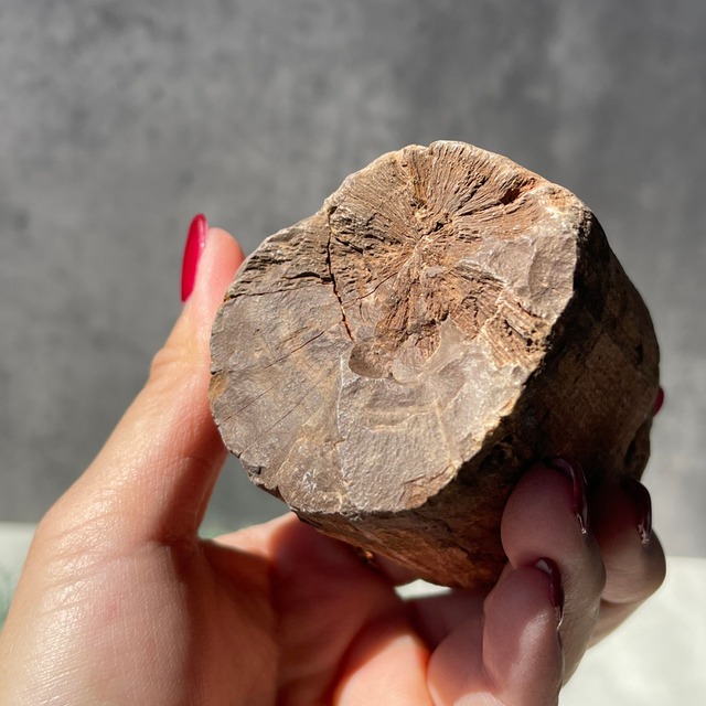 ジンバブエ・ゴクウェ産【ペトリファイドウッド（珪化木）】③（樹木の化石）鉱物 天然石 パワーストーン