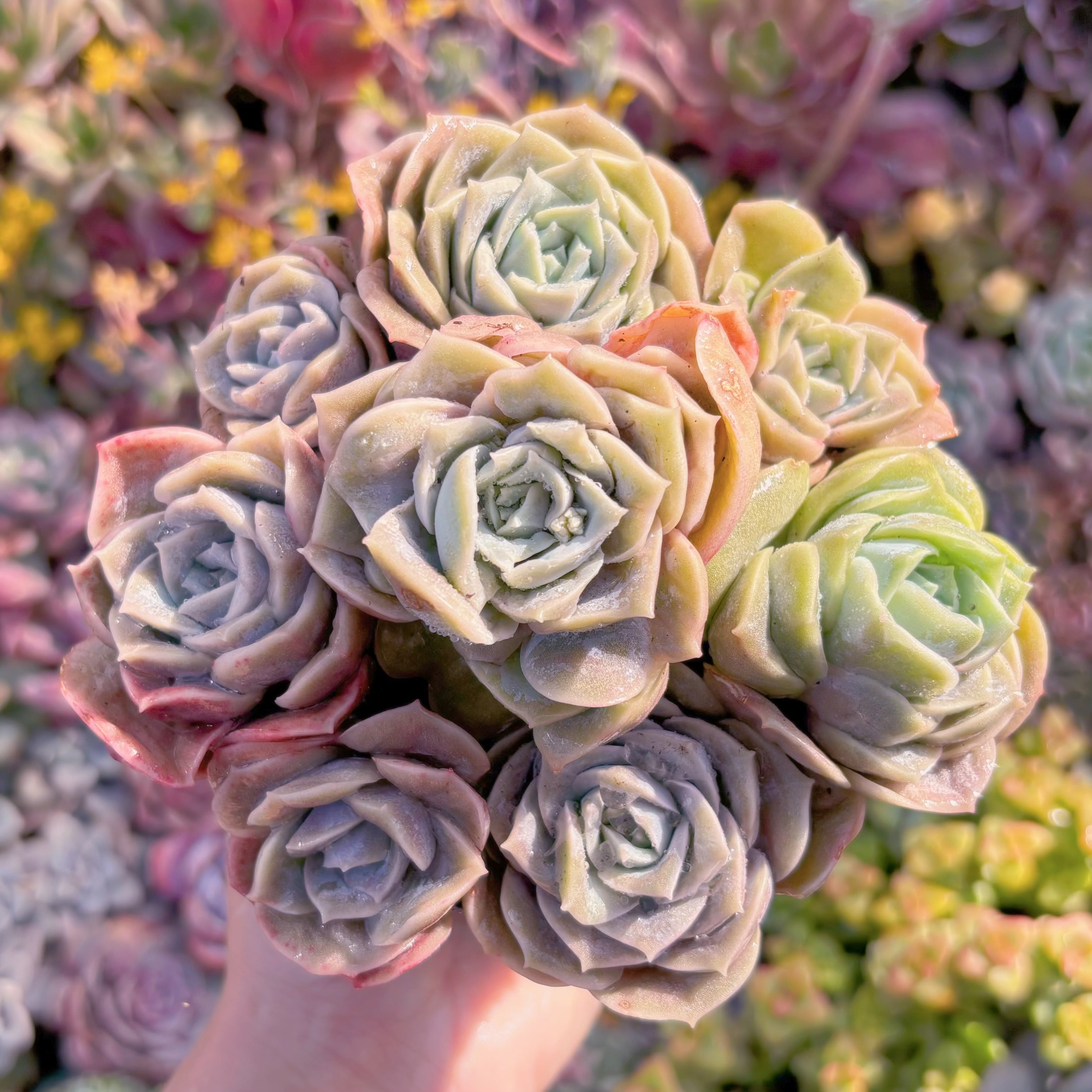 現品　ラブリーローズ#M057　るる農園