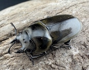 【WD】《モセリオウゴンオニクワガタ ゲンティンハイランド産 35mm ♀単》