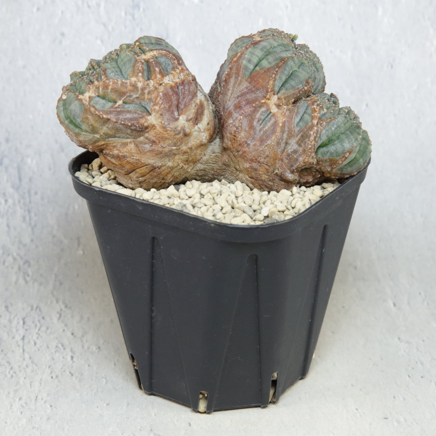 零*】様 オベサ 木質化 約11cm 今まで出品したオベサの中で最長サイズです オス株【超厳選株】大株 最大幅約11cm トリプルヘッド 綴化 オベサ