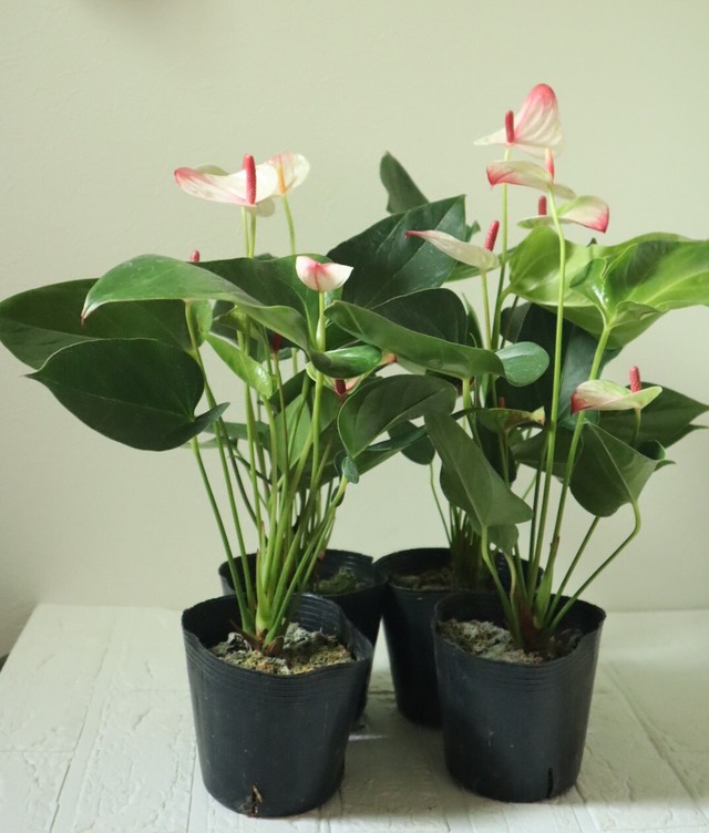 アンスリウム　『ミスティーク』