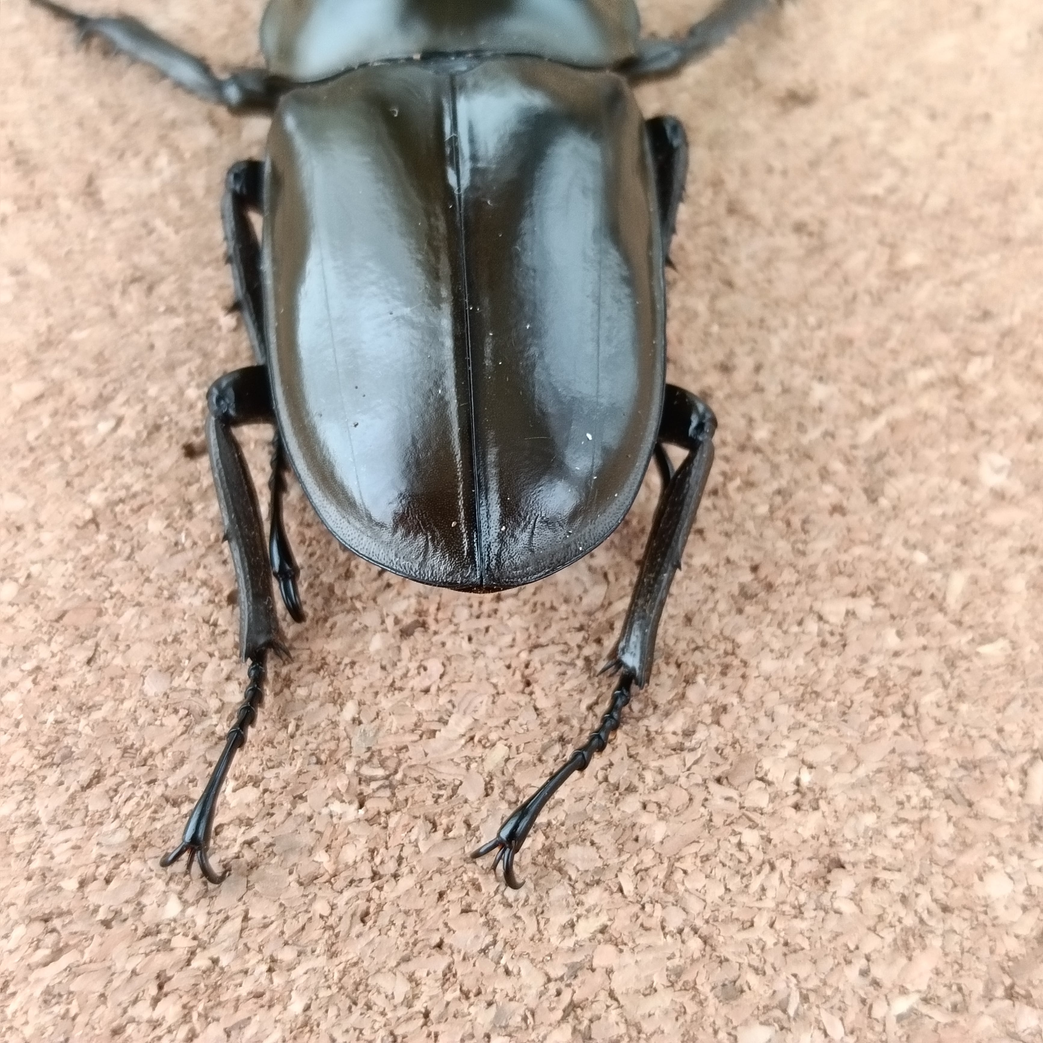 ババオウゴンオニクワガタ ♂ 55.3mm | カブクワショップ横浜