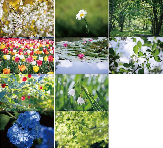 花と緑のポストカード2019（10枚セット）