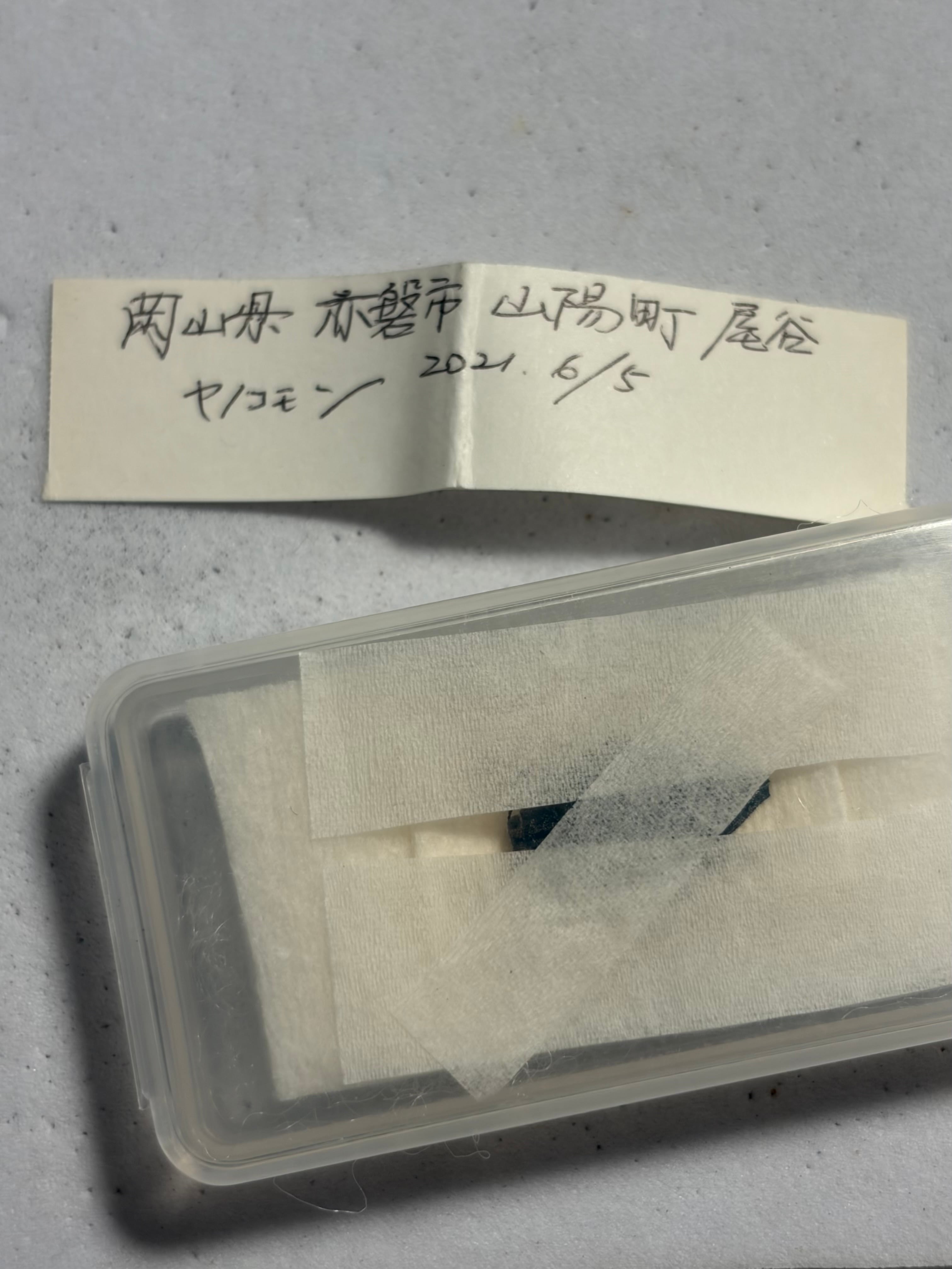 【15mm】ヤノコモンタマムシ 標本 きらめく甲虫 15mm】ヤノコモンタマムシ 標本 きらめく甲虫 | オモニキチュウ