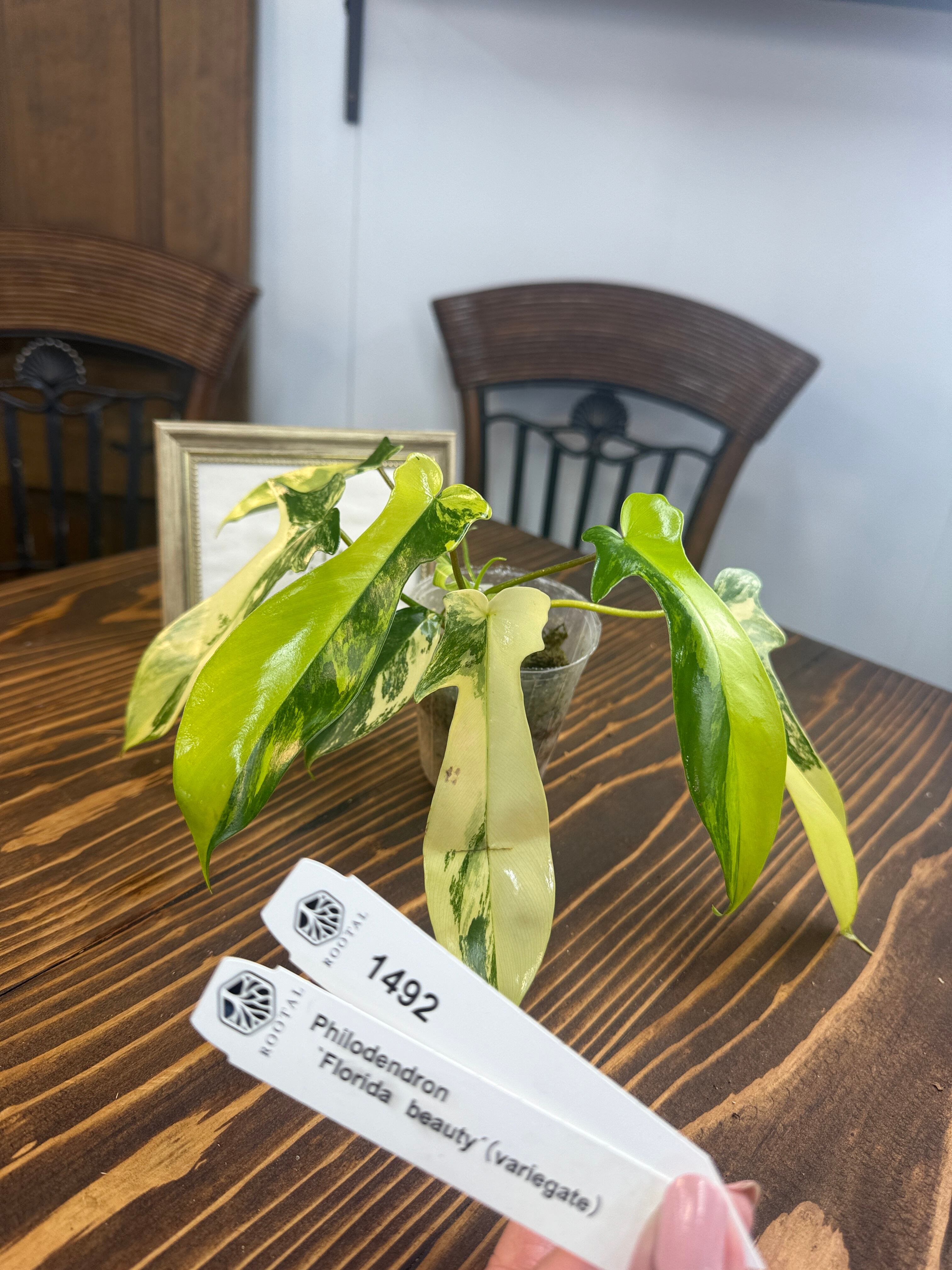 ☆1492 フィロデンドロン フロリダビューティー（口径8㎝ポット