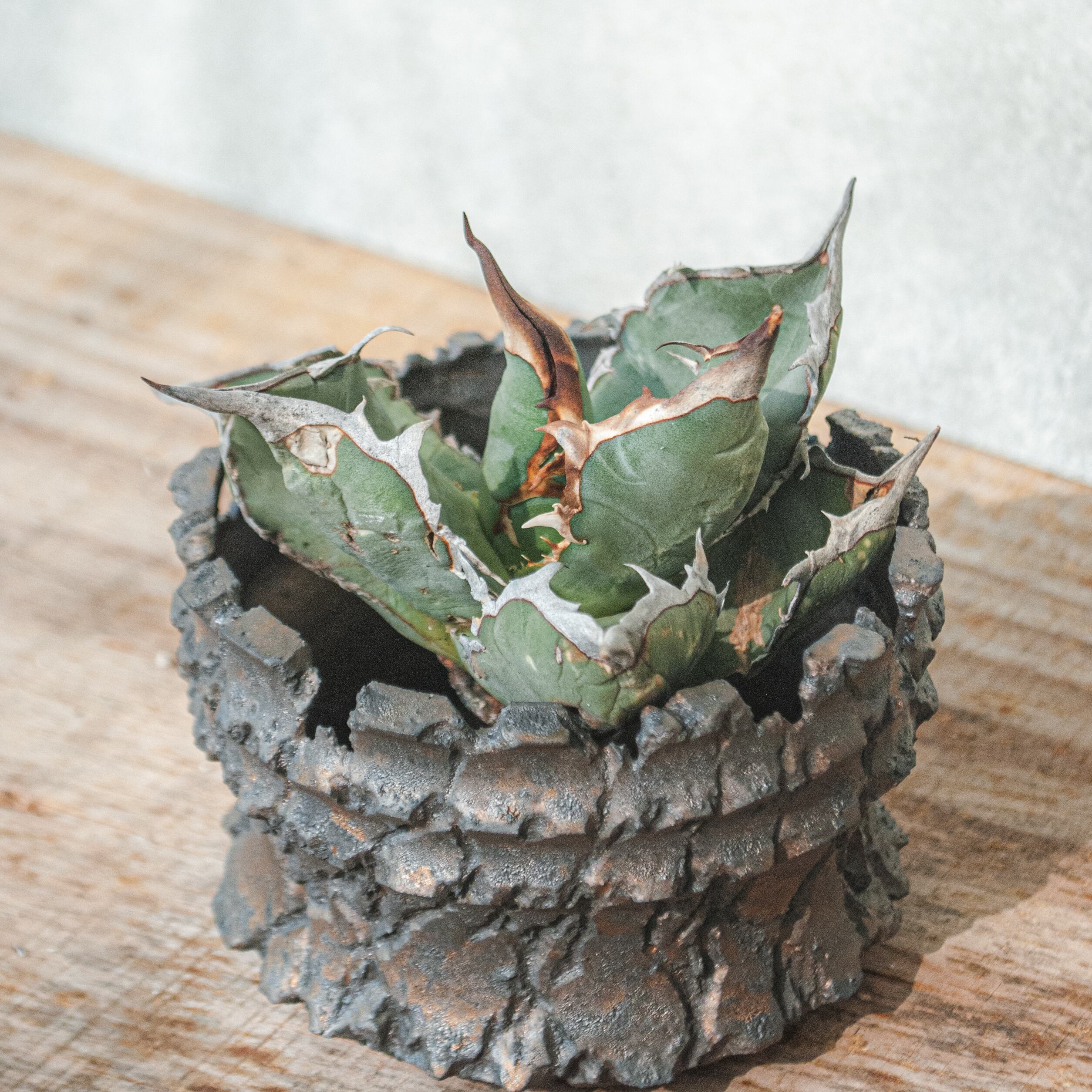 アガベ オテロイ No.22