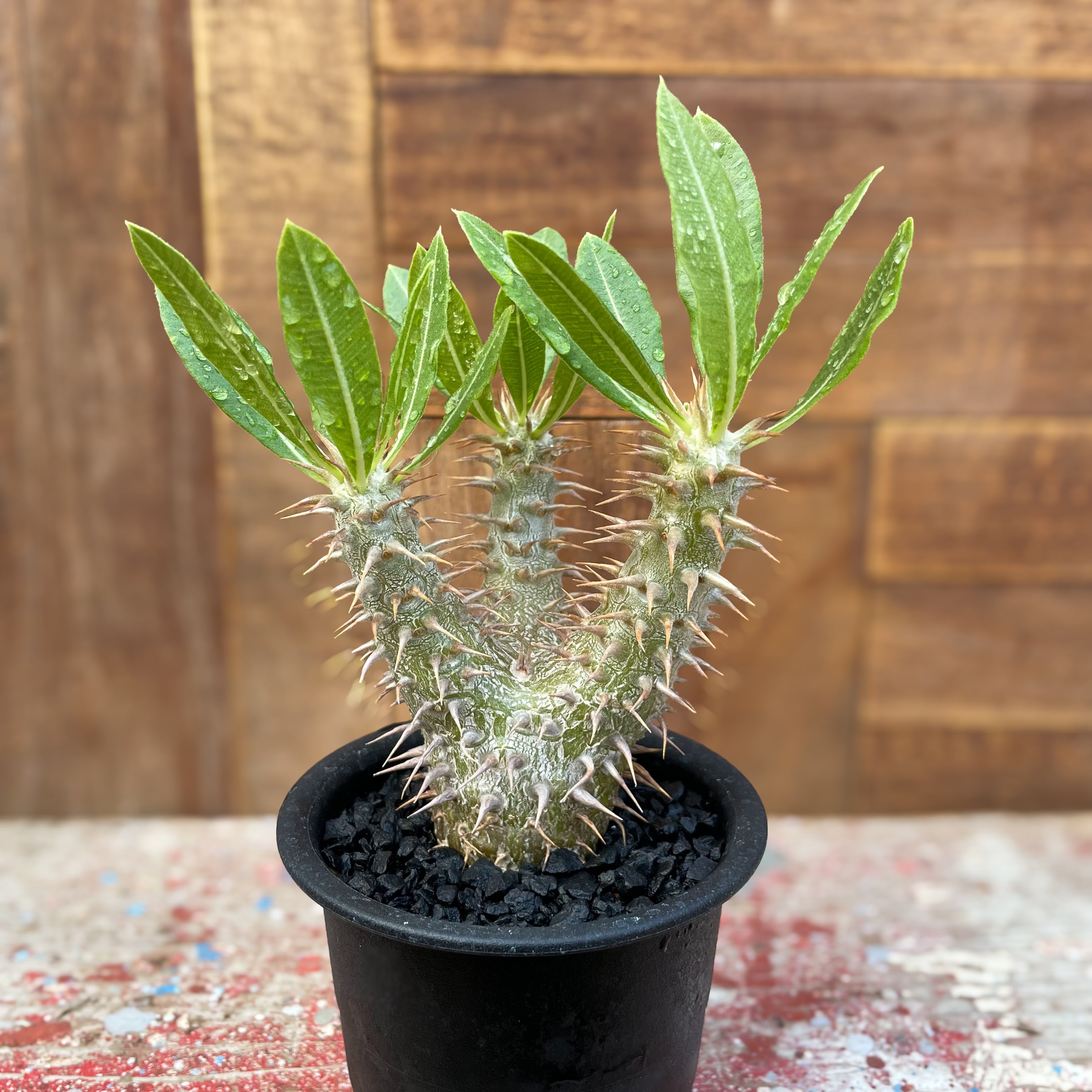 Pachypodium Densicaule【パキポディウム・恵比寿大黒・実生  