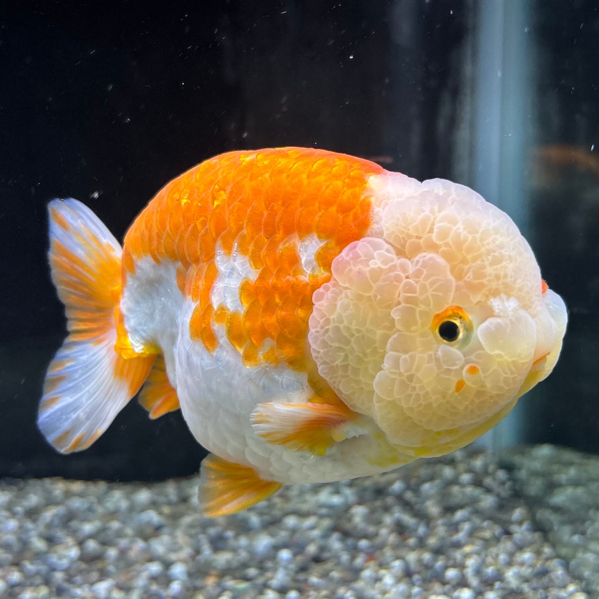 セレクト】更紗らんちゅう 14cm | 金魚・熱帯魚専門店 AquaPro.H