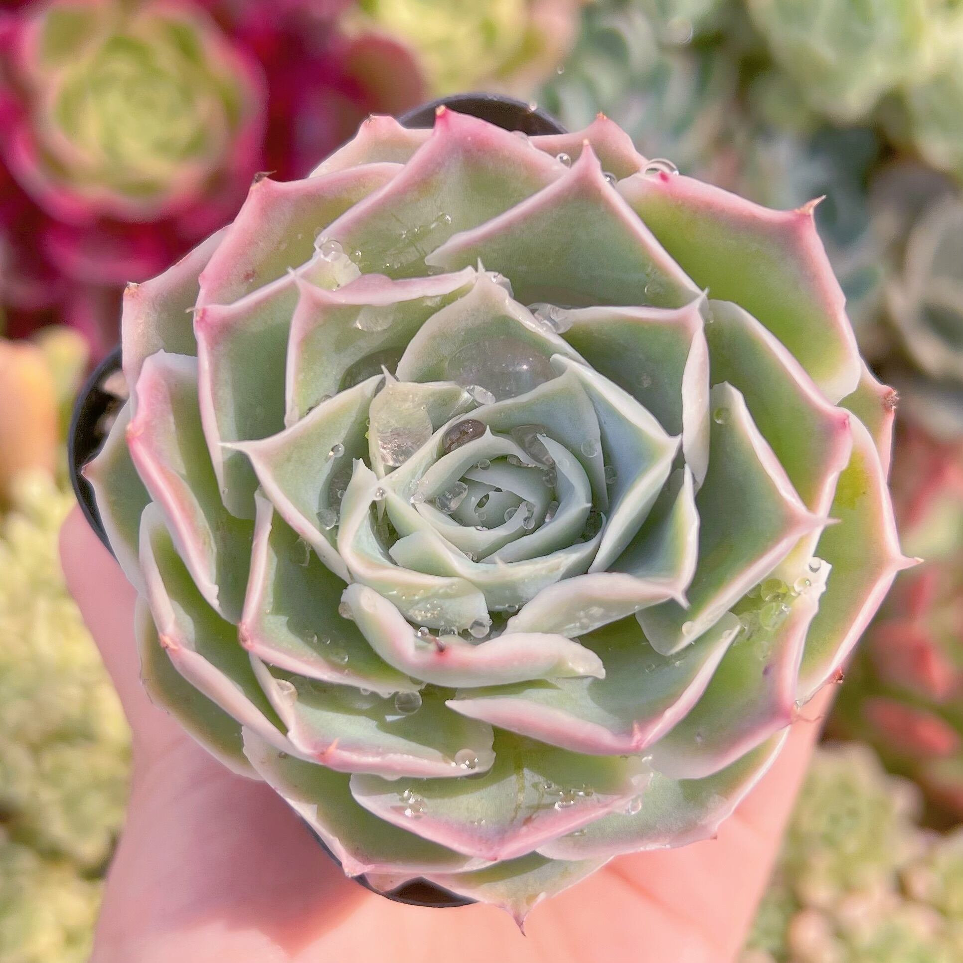 現物　プリーツスカート#B11　古株   るる農園