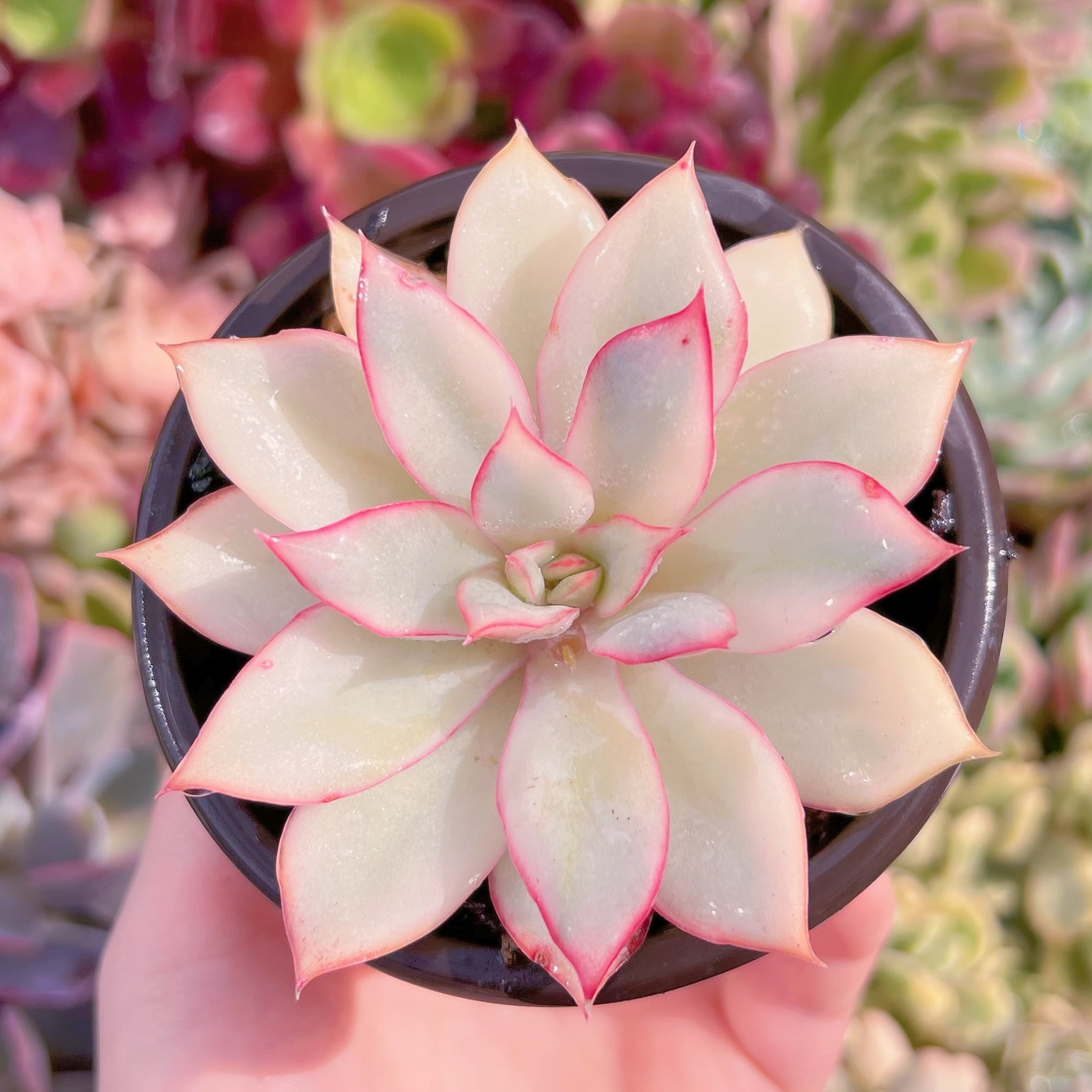 現品　月光女神錦#F024　るる農園