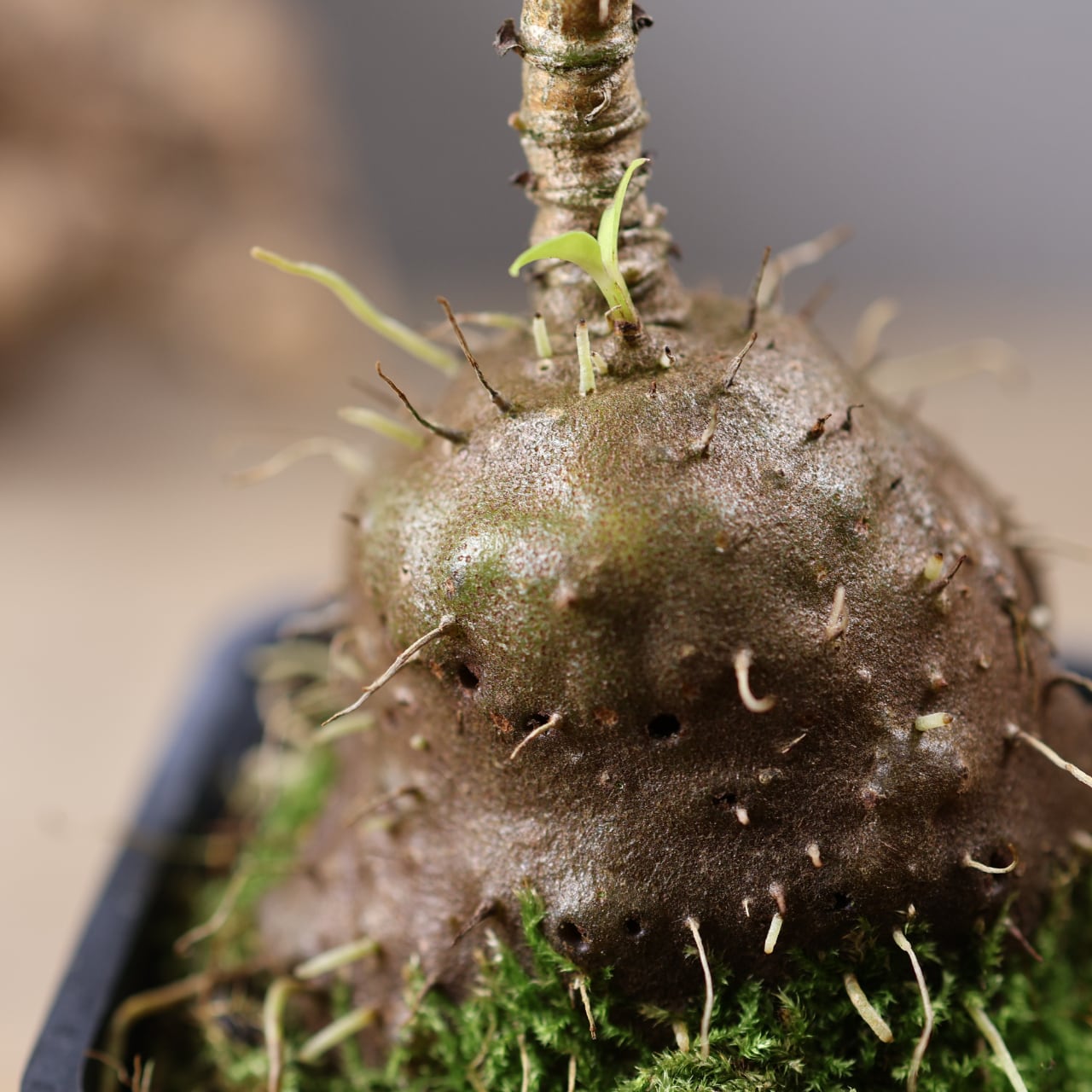 202 『アリ植物 アンソリザ・ブラクテオサ Anthorrhiza bracteosa
