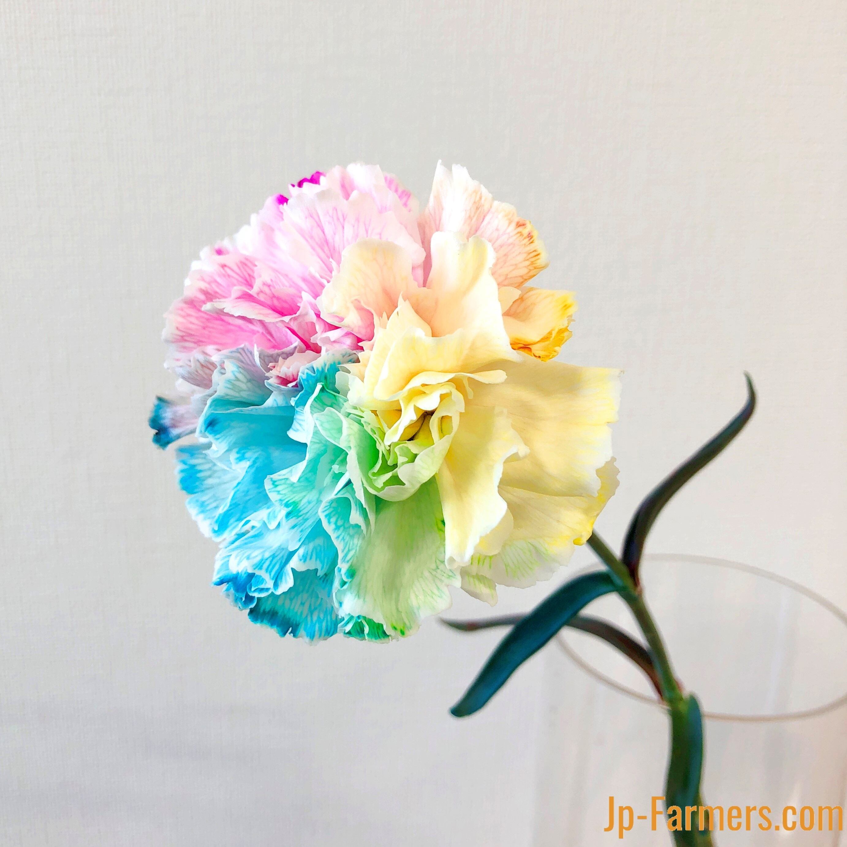 長崎県 カーネーション生産の匠が作る 希少色のレインボーカーネーション10本 Jp Farmers Com