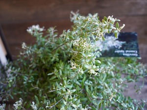 【現物】グレビレア ”コースタルスパイダー” A