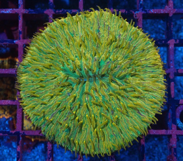 Fungia PremiumRainbow
