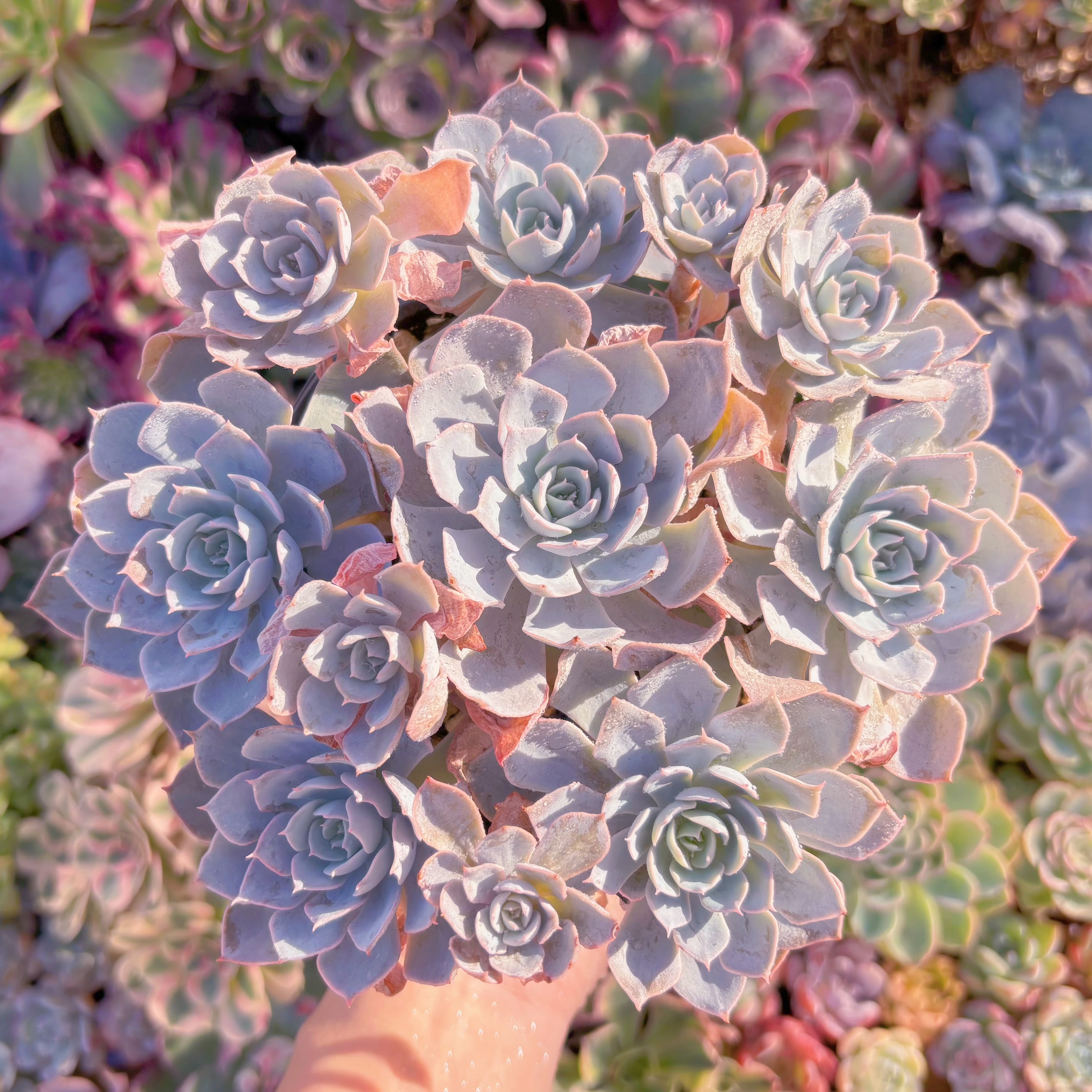 現品　デスメチアナ#676　大群生　るる農園