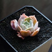 発根済カット苗 デザートキャメル Echeveria 'Desert Camel'