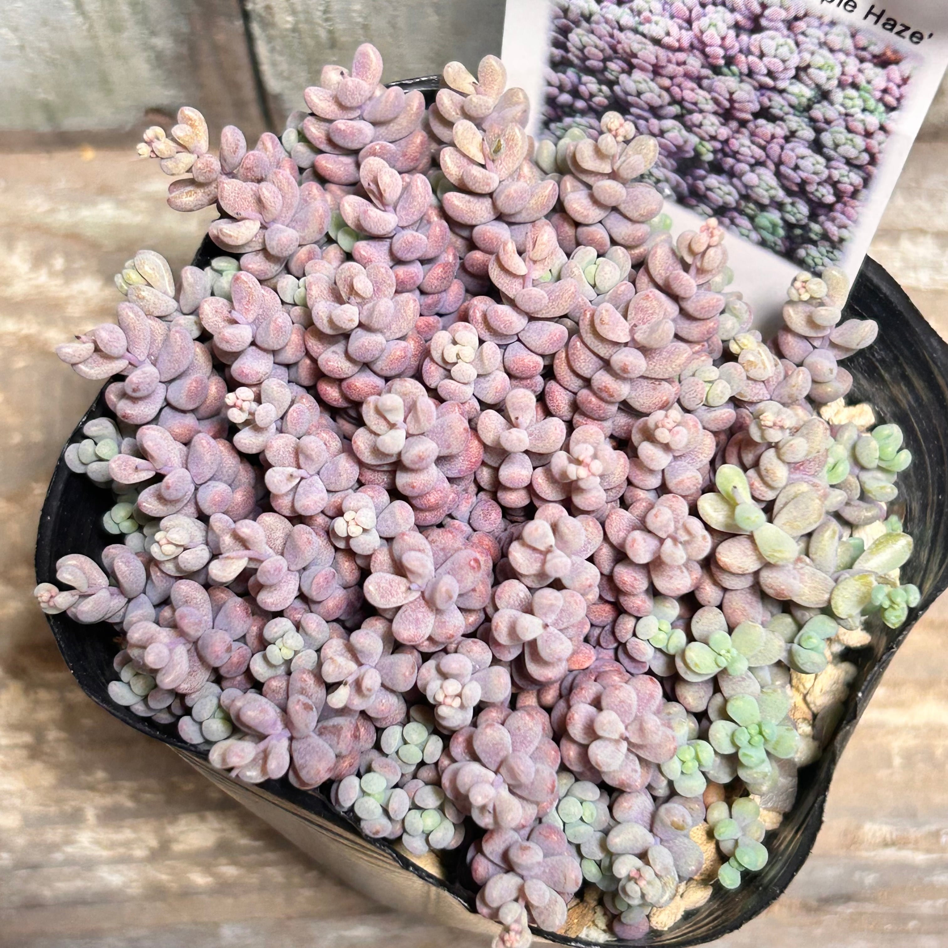 細葉黄金万年草(セダム) | RuPo 多肉植物専門店