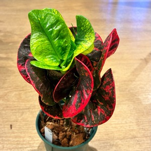 【現品】タイ直輸入 クロトン Se na 33-2｜丸〜幅広葉