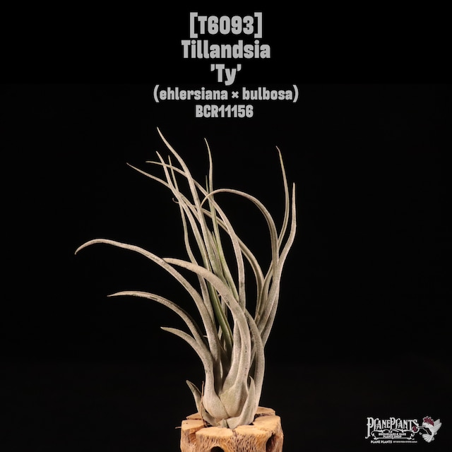 【送料無料】tectorum L〔エアプランツ〕現品発送T5483