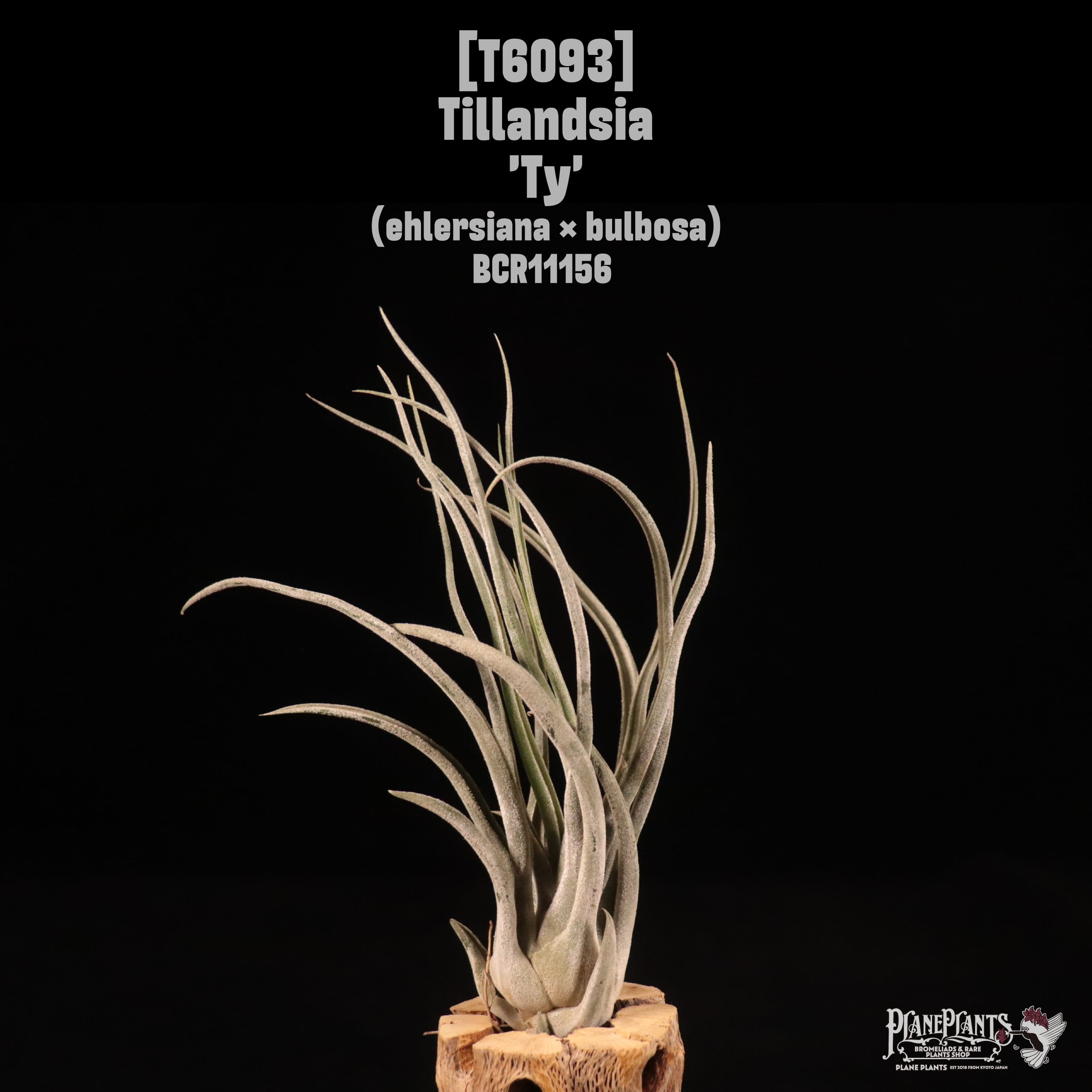 Tillandsia 'Ty'〔ティランジア〕T6093