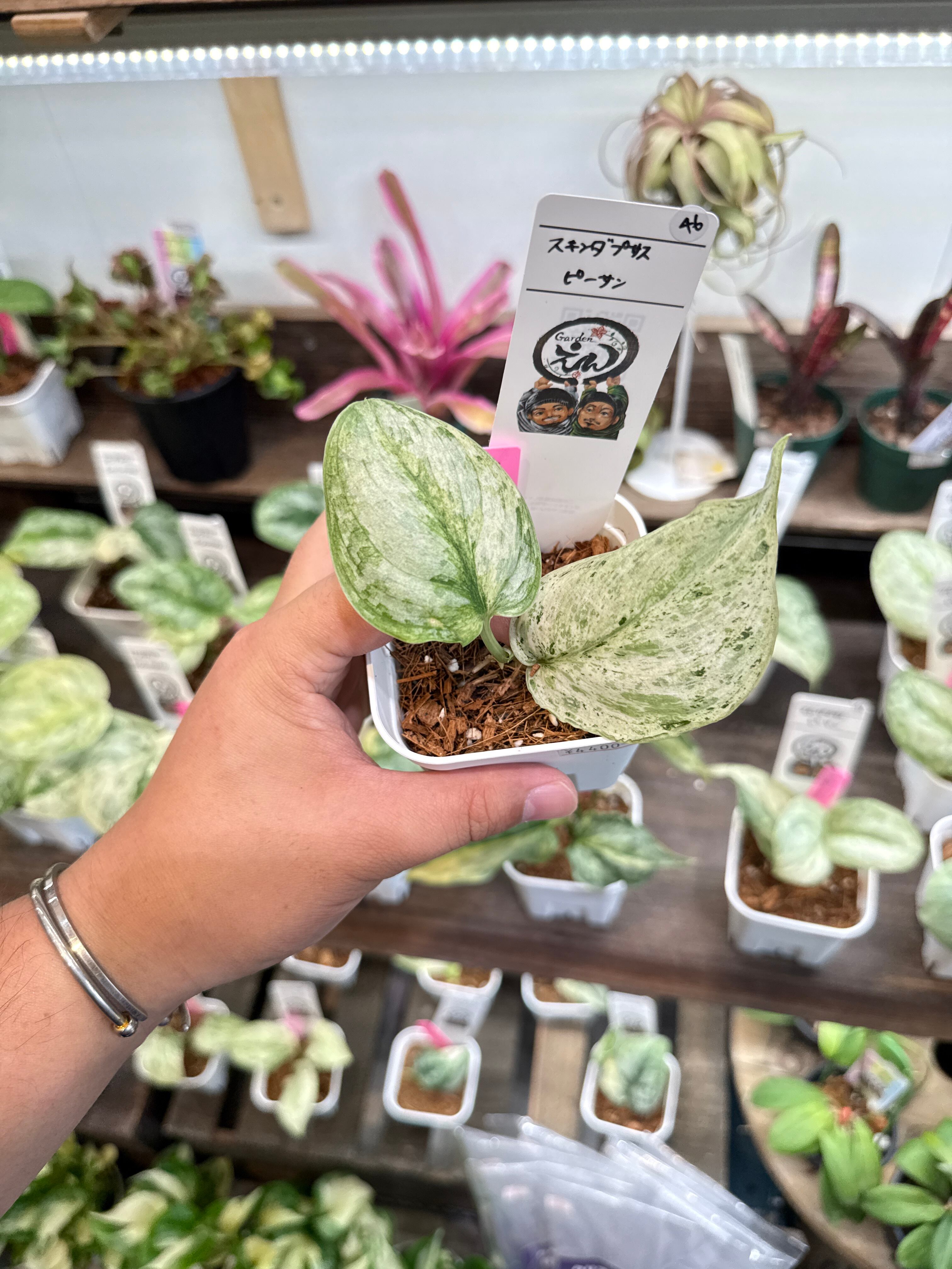 46. スキンダプサス ピーサン | Gardenえん 【観葉熱帯植物】