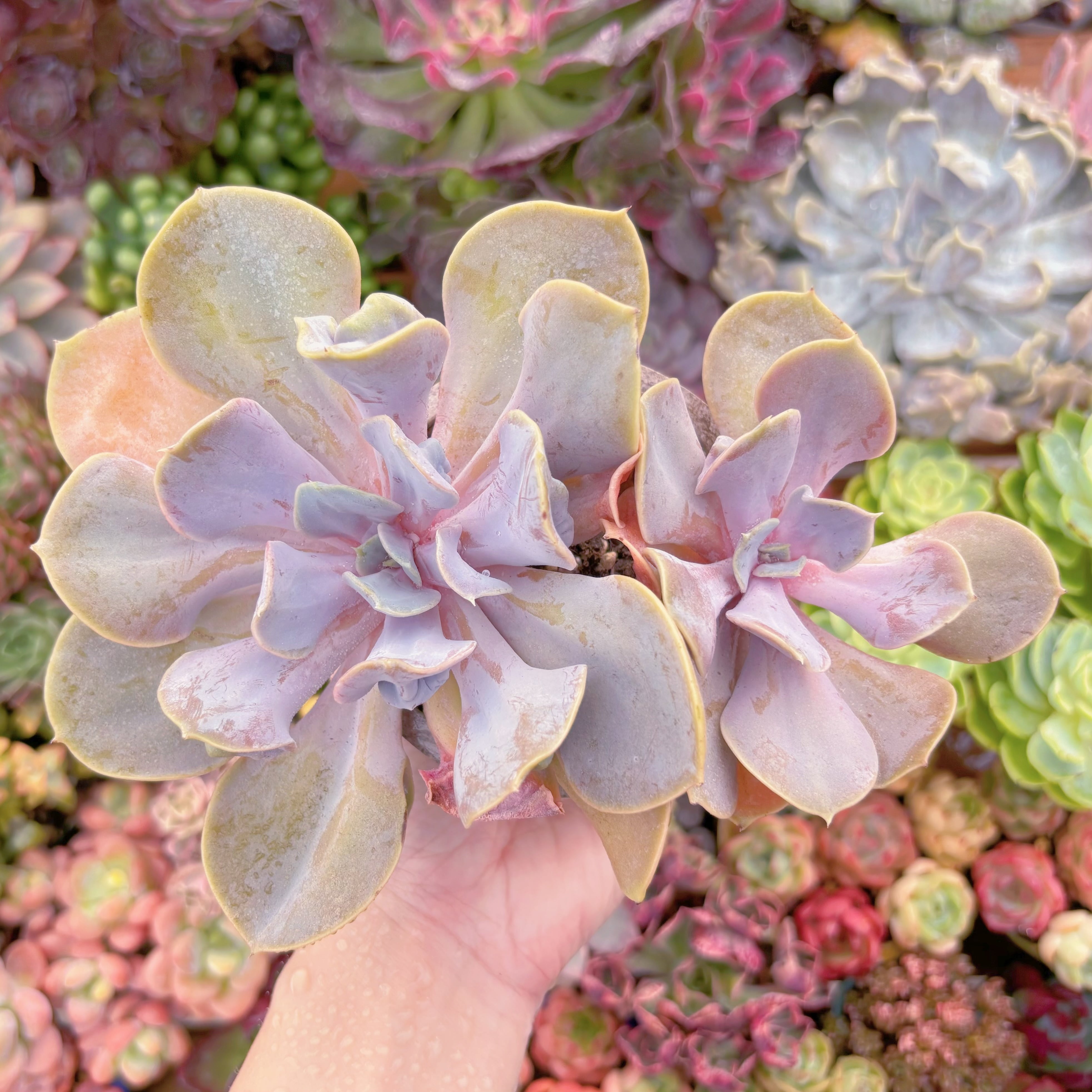 現品 ヴァルキリーエトランペット#667 大群生 るる農園 | るる農園