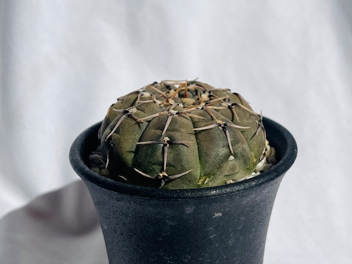 Gymnocalycium bodenbenderianum　ギムノカリキウム　怪竜丸　サボテン