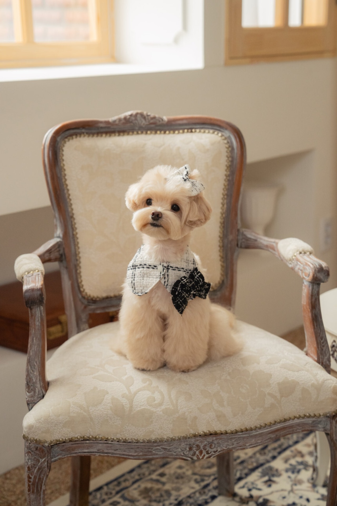 予約【pecoramou select】Tweed check cape（White）