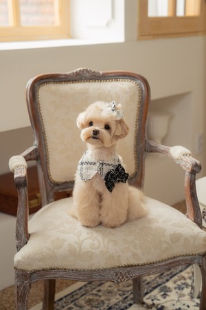 予約【pecoramou select】Tweed check cape（White）