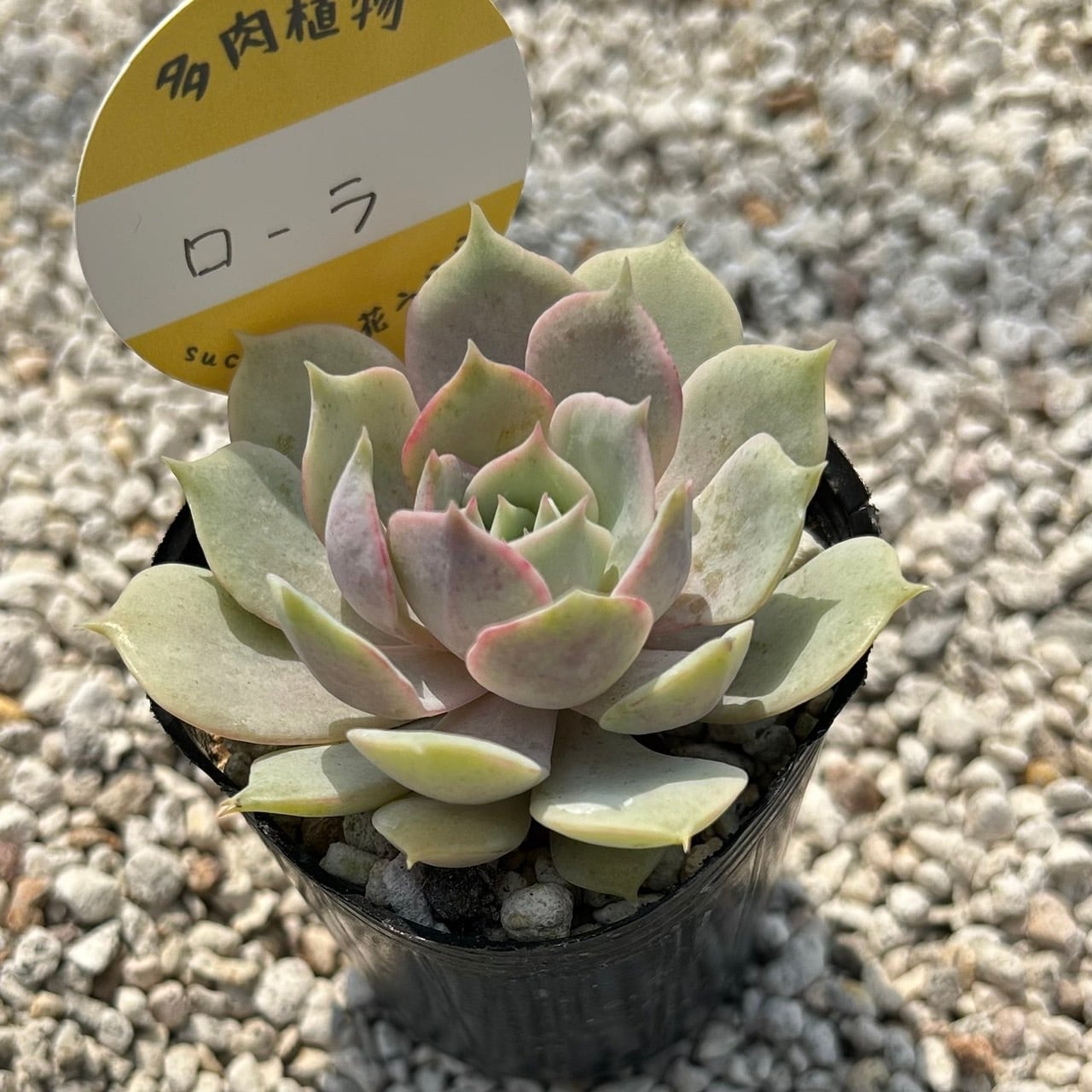 ピュアラブ 2寸苗 多肉植物 | Succulent 花うらら 〜多肉植物