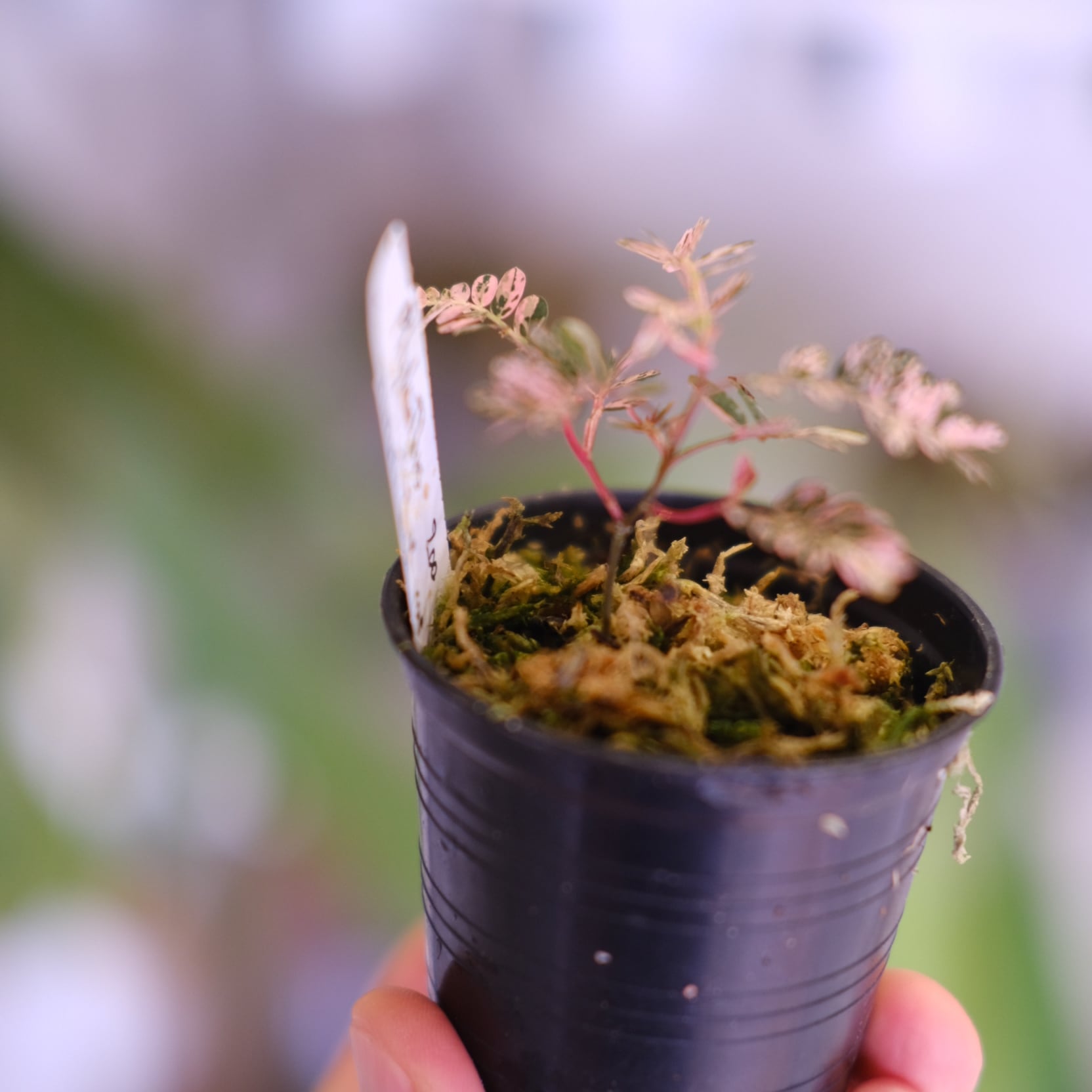 Phyllanthus urinaria 'Pink Variegated'│フィランサス・ウリナリア