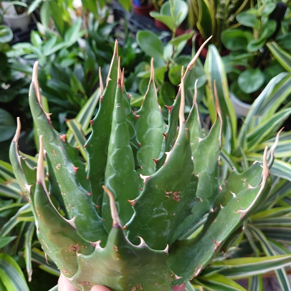 アガベ モンタナ Agave Montana 1 【送料無料】 | 多肉植物ハオルチア ...