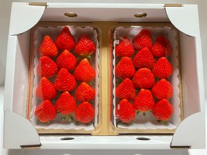 いちご【越後姫】1箱（2パック）