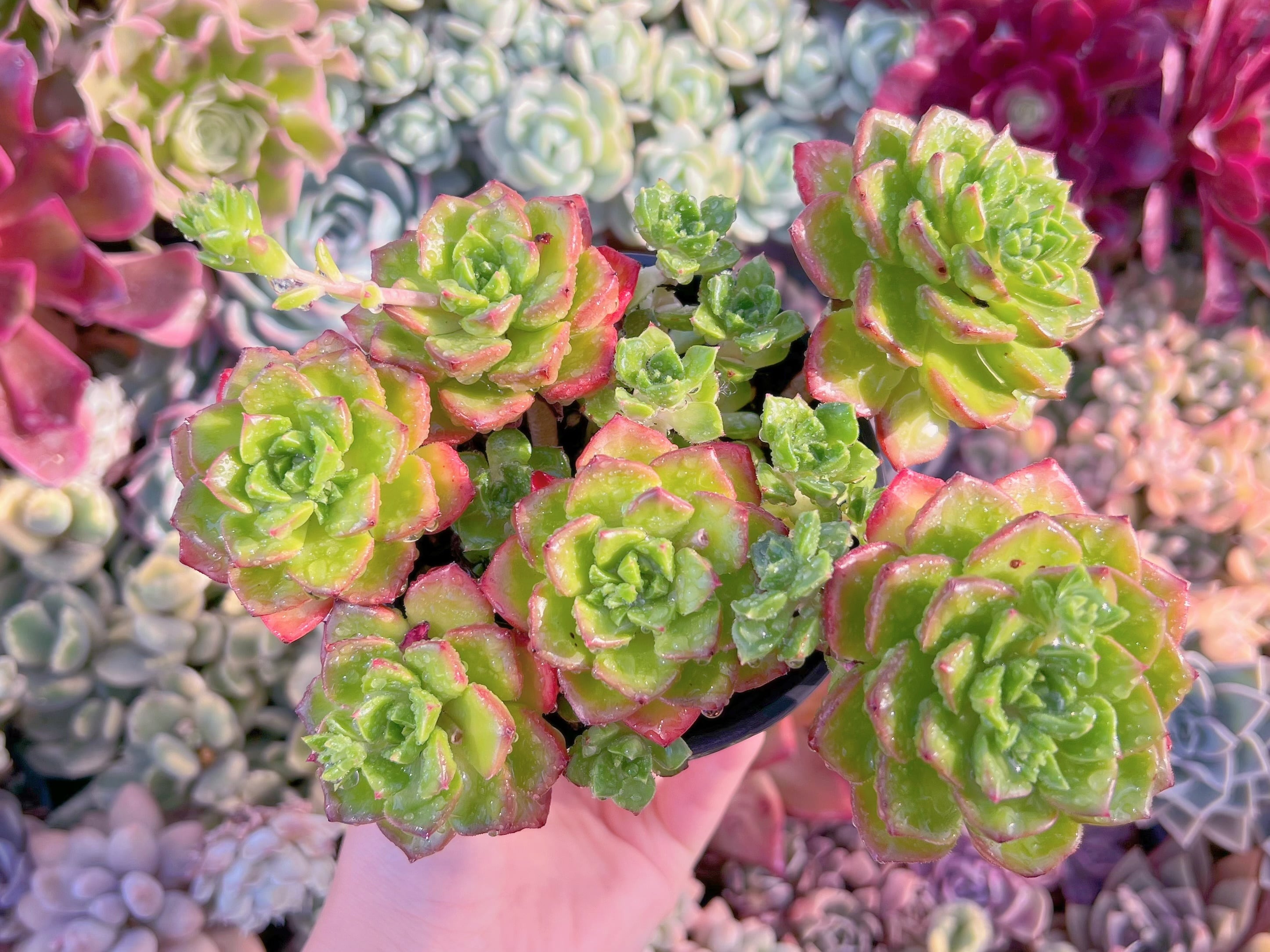 現品　レティジア#230   群生　るる農園