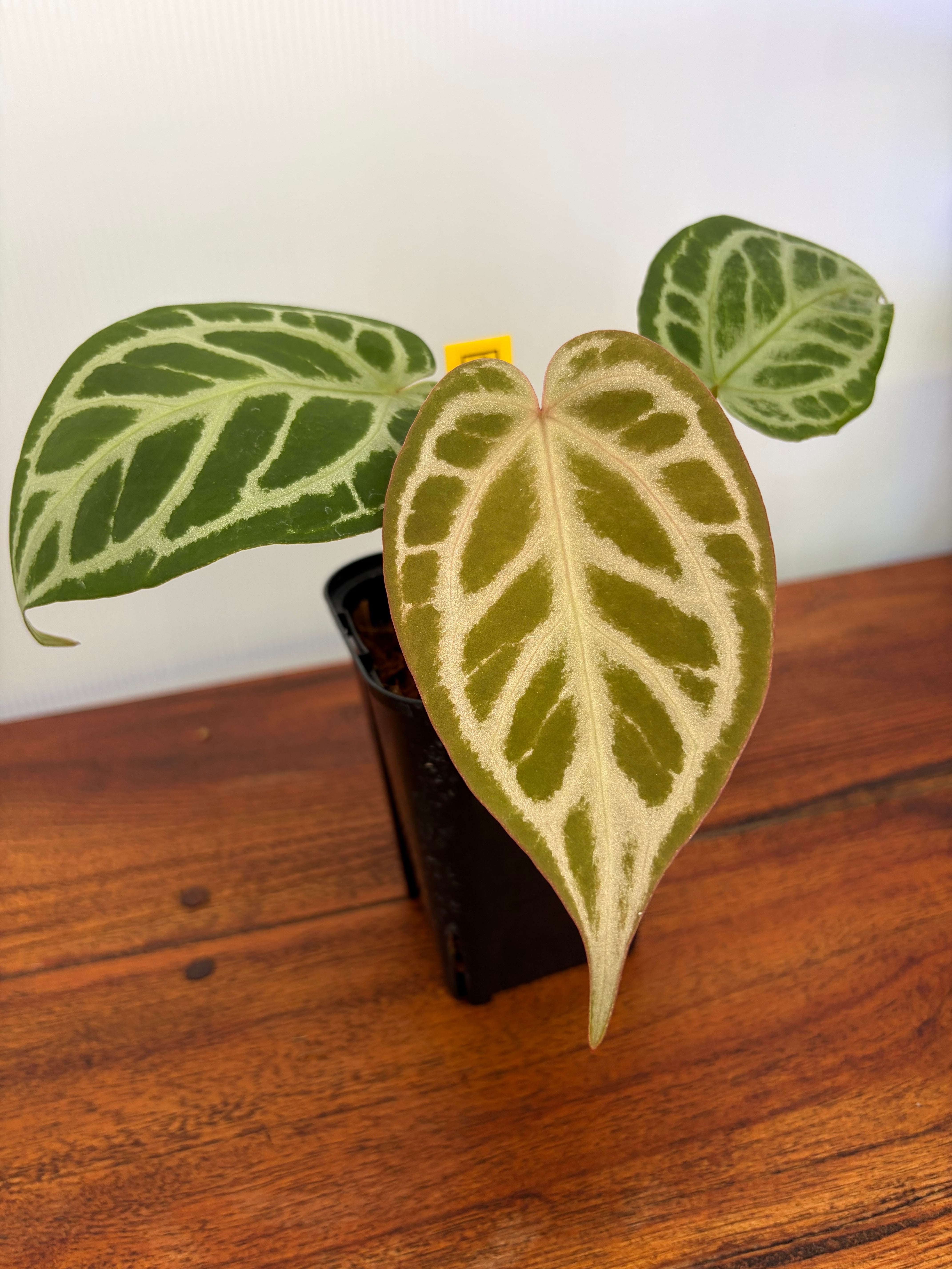 Anthurium | BALI-AN 園芸