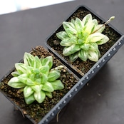 抜き苗 オブツーサ花火錦 上斑 Haworthia 'Hanabi'