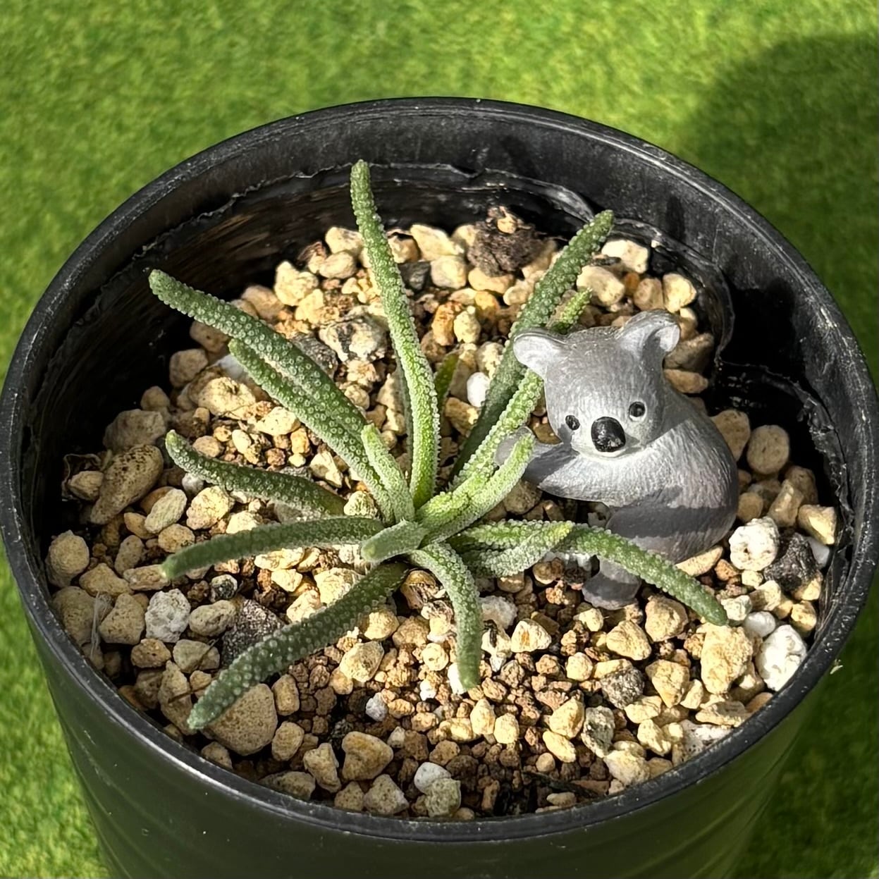 多肉植物 豆彦商店