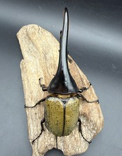 《ヘラクレス・ヘラクレス 156.5mm ペア》