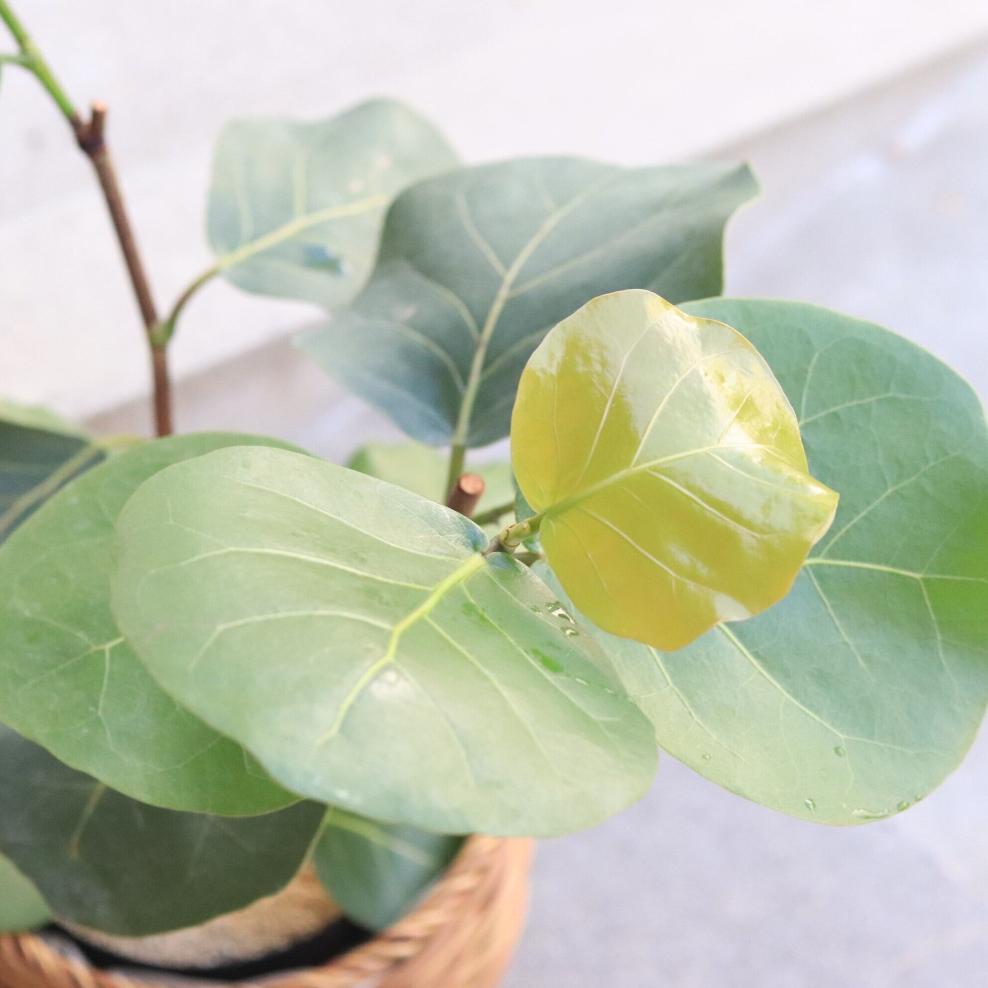 シーグレープ　14 シーグレープ 14