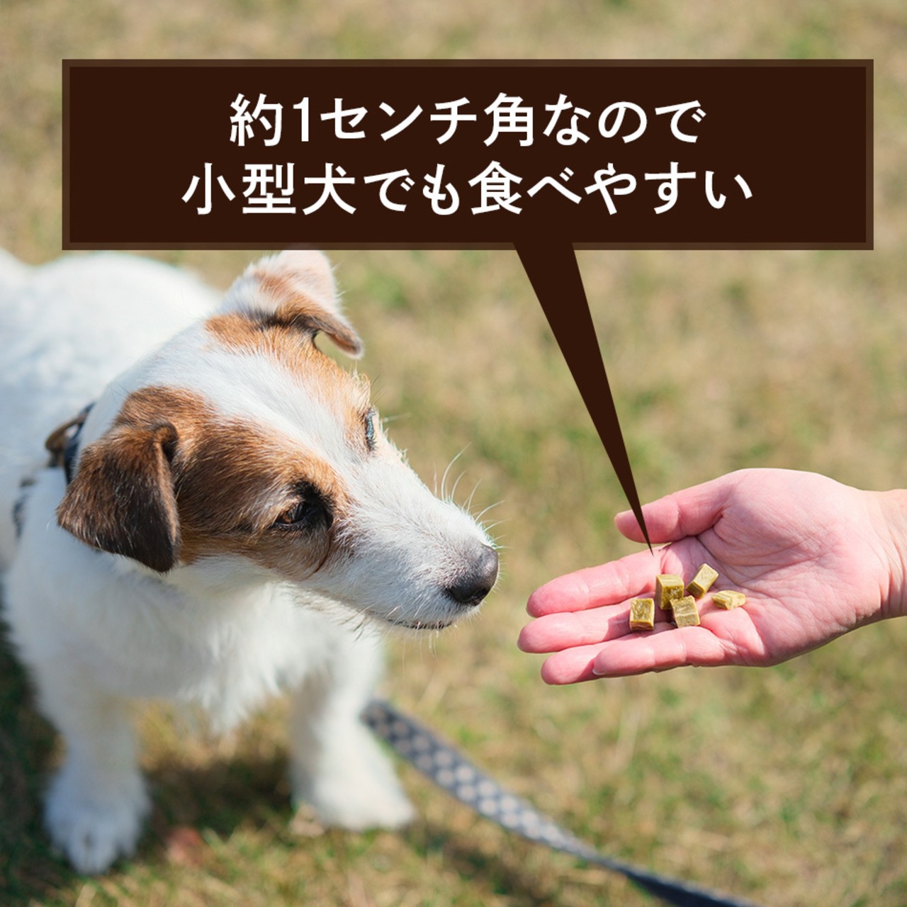 コピー：【送料無料】カテキンキューブ 4個セット｜ 犬用おやつ/ドッグフードのペットフードショップ ホウワ